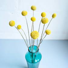 We did not find results for: Craspedia Billy Balls Billy Buttons Dried Yellow Flowers Yellow Pom Pom 10 Stems Mother S Day Housewarmin Billy Buttons Dried Flowers Billy Balls