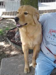 Hunting, tracking and detection (they. Sooner Golden Retriever Rescue Okc Pet Adopt