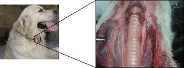 T3 is the more potent hormone. The Endocrine Glands In The Dog From The Cell To Hormone Intechopen