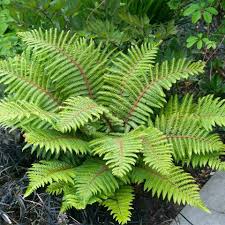 Image result for Polystichum