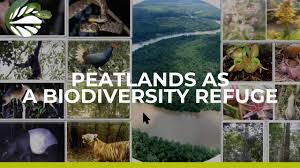 We did not find results for: Biodiversity A Digital Journey Global Landscapes Forum Events