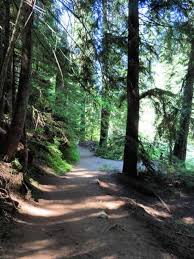 Grove of the patriarchs trail. Grove Of The Patriarchs Trail Mount Rainier National Park Park Ranger John