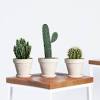 Start with cheap cacti, get used to caring for them. 1