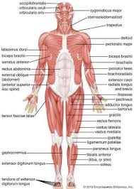 Human Muscle System Functions Diagram Facts In 2020 Human Muscular System Muscle System Muscular System Anatomy