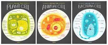 Different types of plant and animal cells. Structure And Functions Of Living Organisms Cells Tigers Talking Science