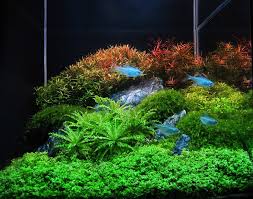 Lampu led celup aquarium aquascape akuarium 3 watt tank 20 cm. Contoh Design Aquajaya