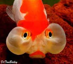 Pin On Gold Fish Bubble Eye