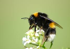 I shopped around to find the best prices for floral designs for my venue. Bumblebees Fare Better In The City Than In The Countryside The Scientist Magazine