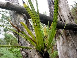 Image result for Lepisorus