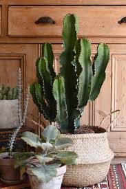 Image result for Euphorbia ingens