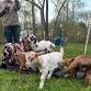 Goat Yoga At Spacecat Brewing