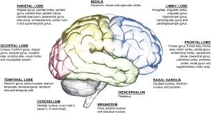 Functional Connectivity Studies In Migraine What Have We