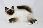 Birman cats & kittens for sale price list. Best Birman ...