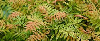 Sorbaria Ural False Spiraea Sorbaria Sorbifolia Sem