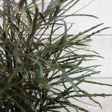 Image result for Plerandra