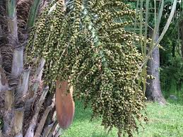 There are 182 palm tree pods for sale on etsy, and they cost $19.03 on average. Canary Date Palm Tree Pods