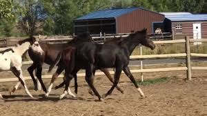 Maybe you would like to learn more about one of these? Limelite Show Horses Videos Facebook