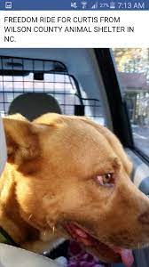 This Is Curtis On His Freedom Ride From Wilson County Animal Control In Nc Saved By Eleventh Hour Rescue In New Jerse Freedom Rides Animal Shelter Rescue Dogs
