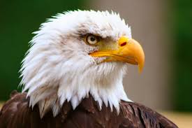 5 Reasons Why Bald Eagles Are The Best