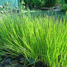 Image result for Eleocharis naumanniana
