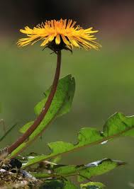 Image result for Taraxacum sp.