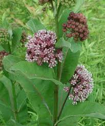 Common Milkweed Milkweed Seeds Milkweed Plants