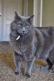 our nebelung sancho such a good boy nebelung cat nebelung cat breeds