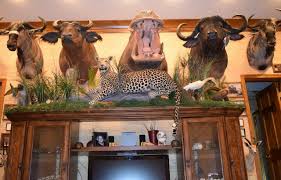 We did not find results for: African Trophy Room Items Africahunting Com