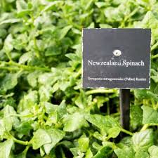 Nálunk kevésbé ismert, földön kúszó, heverő szárú zöldségnövény. Uj Zelandi Spenot 70 Magok Tetragonia Expansa L Garden Seeds Market Ingyenes Szallitas
