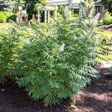 Image result for Sherbournia bignoniiflora