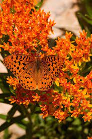 Download this free photo about butterfly on a orange flower, and discover more than 8 million professional stock photos on freepik. Milkweed Orange Aesthetic Orange Butterfly Beautiful Butterflies