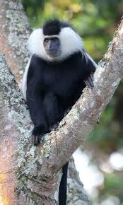 Image result for Oldenlandia angolensis