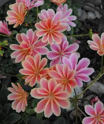 We did not find results for: Lewisia Cotyledon Belongs To The Family Portulacaceae And Is Known As The Siskiyou Lewisia A Native Of Southern Oregon An Planting Flowers Plants Rare Flowers