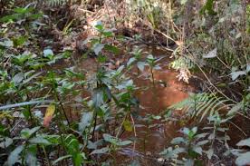 Image result for Impatiens irvingii