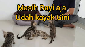 Foto kucing hutan kalimantan kucing hutan adalah hewan dari golongan kucing suku felidae yang hidup di habitat hutan liar. Edisi Kucing Beli 5 Bayi Bengal Youtube