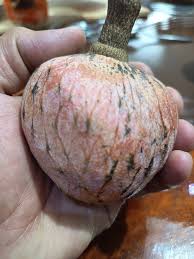 Image result for Annona reticulata