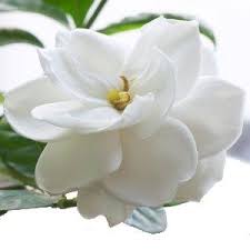 Pin On Types Of Flowers