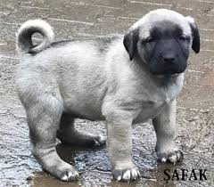 Yavru Kangal Fiyatlari 2020