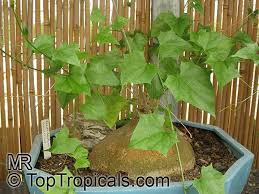 Image result for Gerrardanthus lobatus