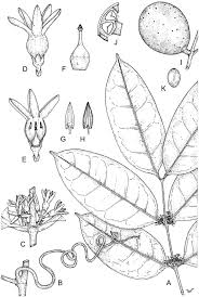 Image result for Landolphia letestui