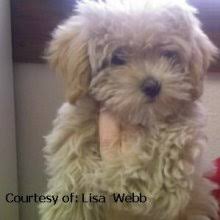 Maybe you would like to learn more about one of these? Puppyfind Maltipoo Puppies For Sale