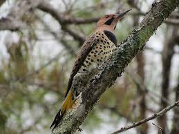 It has even been known to catch. Mississippi Woodpeckers Pictures And Information