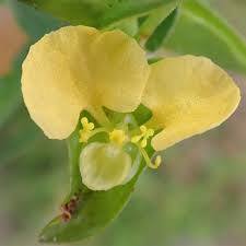 Image result for Commelina africana