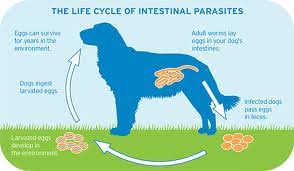 Flatworms, which include tapeworms and flukes. Intestinal Parasites Victoria Road Animal Hospital