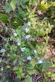 Image result for Jacquemontia paniculata