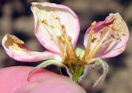 Apple flowers rely on bees to carry the pollen from one variety to another so the flower. Assessing Frost And Freeze Damage To Flowers And Buds Of Fruit Trees Fruit Nuts