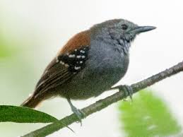 Image result for Rhinacanthus xerophilus