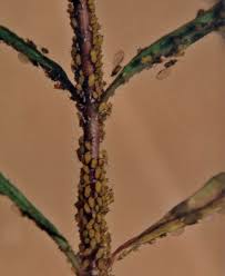 However, a bad enough infestation can weaken the plant, and they look pretty unattractive. Milkweed Pests And Diseases The Monarch Program