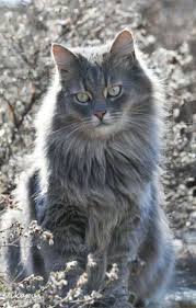 42 Best Ideas Cats Grey Long Hair Grey Tabby Cats Pretty Cats Grey Cats