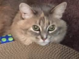 If it turns out that cats can actually detect cancer, it will likely have to do with their sense of smell. Thoughts For Thursday Cats That Detect Illness In Humans Catscapades